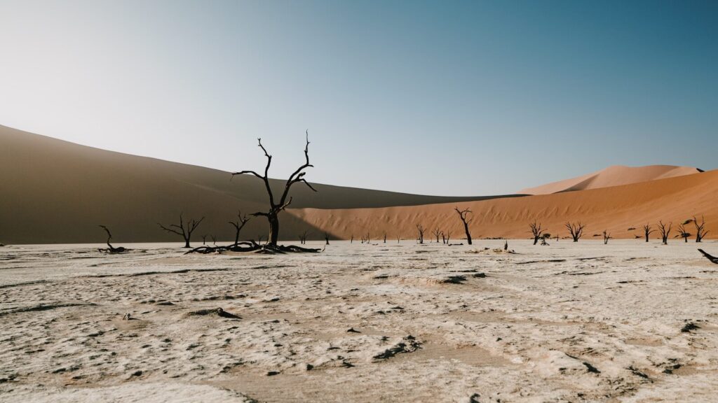 Dry desert landscape with dead trees and sand dunes
